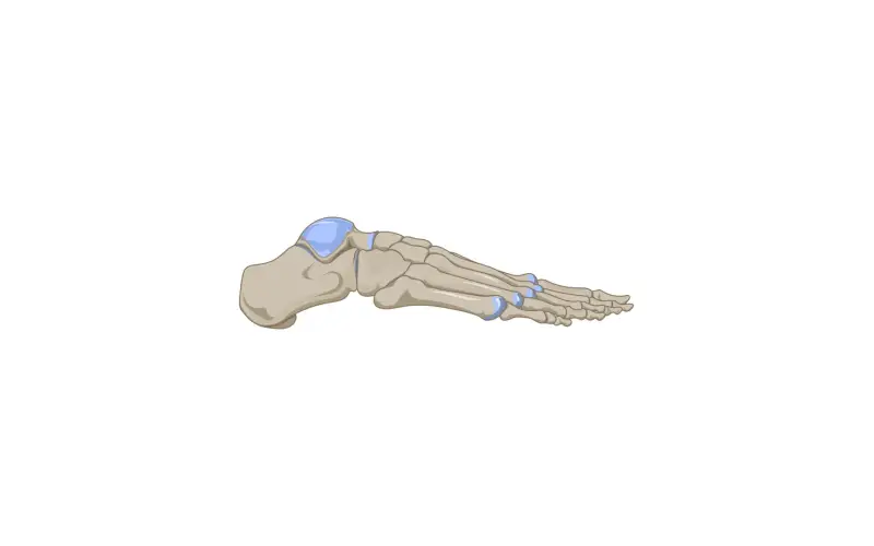 Ilustração do esqueleto do pé humano em vista lateral — anatomia do pé