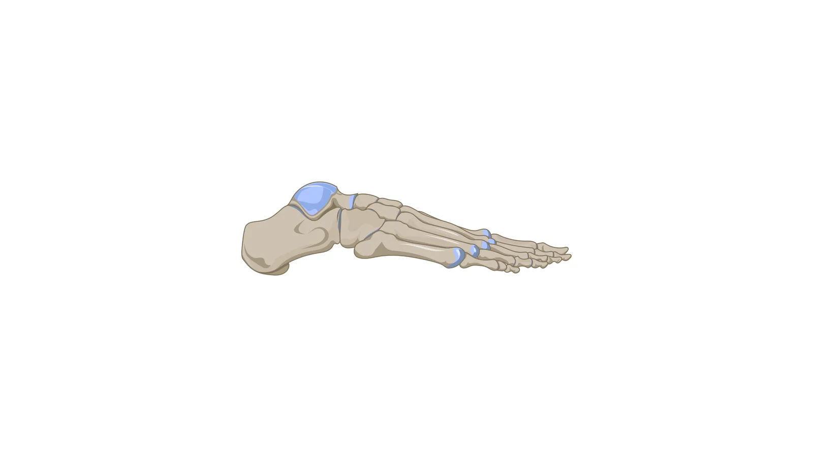 Ilustração do esqueleto do pé humano em vista lateral — anatomia do pé