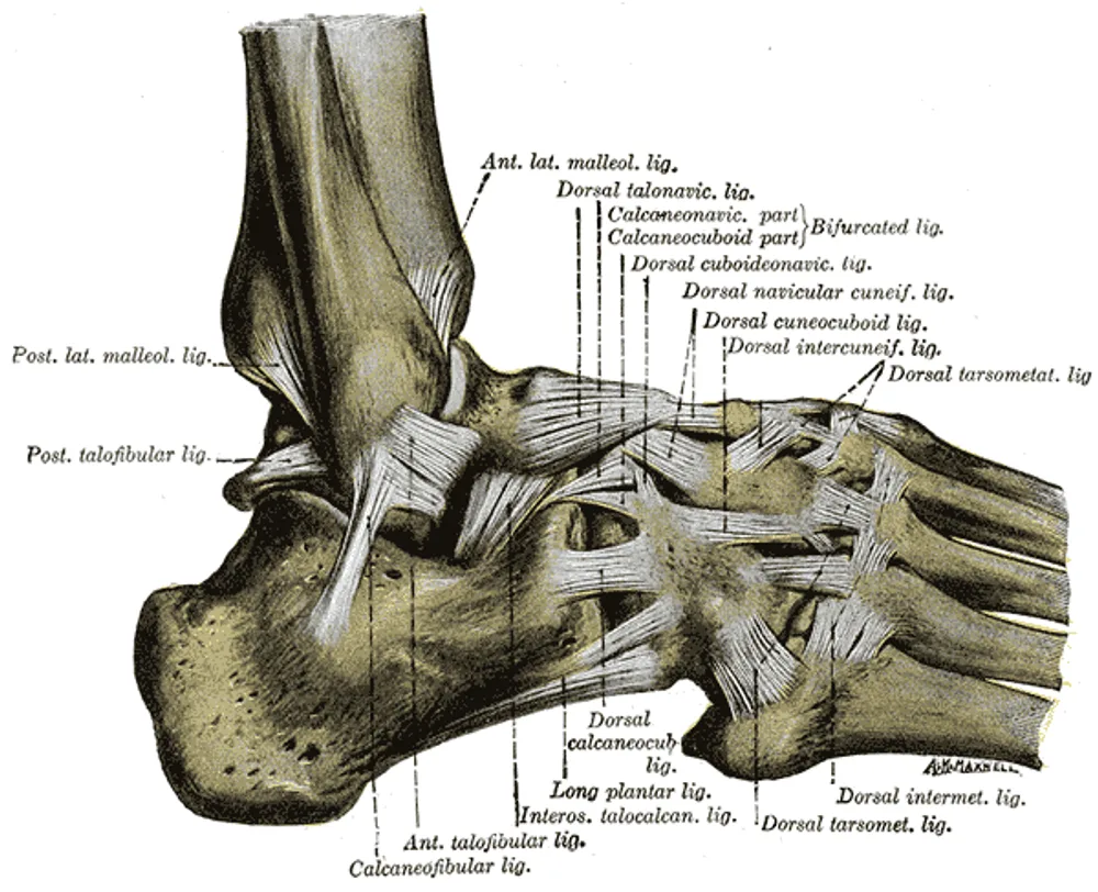 Prancha anatômica clássica dos ligamentos do tornozelo e do pé em vista lateral