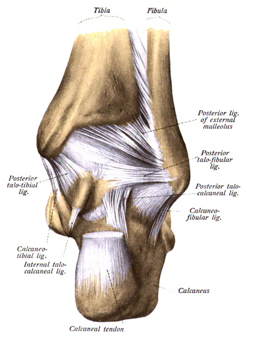 Prancha anatômica clássica da região posterior do tornozelo, mostrando o tendão calcâneo (tendão de Aquiles) e os ligamentos ao redor